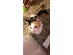 Chanel S, Domestic Shorthair For Adoption In West Bloomfield, Michigan