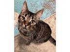 Whiskers, Domestic Shorthair For Adoption In Pottsville, Pennsylvania