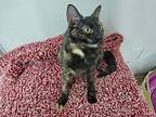 Kim, Domestic Shorthair For Adoption In Washingtonville, New York