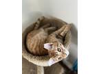Blessing, American Shorthair For Adoption In Waianae, Hawaii