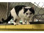 Marnie, Domestic Shorthair For Adoption In Pottsville, Pennsylvania