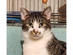 Checkers, Tabby For Adoption In Washingtonville, New York