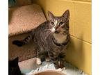 Ducky, Domestic Shorthair For Adoption In Pottsville, Pennsylvania