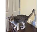 Little David, American Shorthair For Adoption In Northport, Alabama