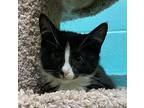 Cat-titude, Domestic Shorthair For Adoption In Pottsville, Pennsylvania