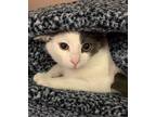 Neville, Domestic Shorthair For Adoption In Pottsville, Pennsylvania