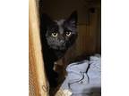 Highway, Domestic Shorthair For Adoption In Brainerd, Minnesota