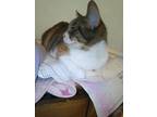 Lizzy Capital, Domestic Shorthair For Adoption In West Bloomfield, Michigan