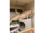 Simba Cr, Domestic Shorthair For Adoption In West Bloomfield, Michigan