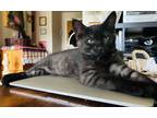 Woody Capital , Domestic Shorthair For Adoption In West Bloomfield, Michigan