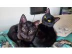 Finch Bonded W Juno, Domestic Shorthair For Adoption In West Bloomfield