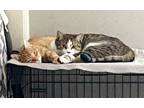 Paws Jenkins Bonded W Morris, Domestic Shorthair For Adoption In West
