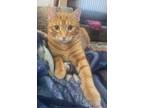 Morris Jenkins Bonded W Paws, Domestic Shorthair For Adoption In West