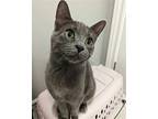 Firefly, Domestic Shorthair For Adoption In Richmond Hill, Ontario