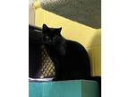 Scotty, Domestic Shorthair For Adoption In Pottsville, Pennsylvania