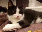 Chilly Willy Bonded W Sweetie, Domestic Shorthair For Adoption In West