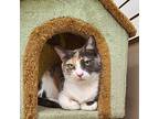 Delilah, Domestic Shorthair For Adoption In Las Vegas, Nevada