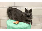 Spruce Bonded W Hickory, Domestic Longhair For Adoption In West Bloomfield