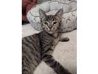 Jarvis (+osgoode), Domestic Shorthair For Adoption In Richmond Hill, Ontario