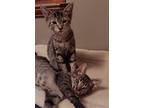 Osgoode (+jarvis), Domestic Shorthair For Adoption In Richmond Hill, Ontario