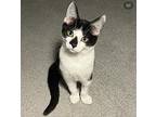Pudge, Domestic Shorthair For Adoption In New York, New York