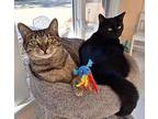 (cinder) & Ella, American Shorthair For Adoption In Northport, Alabama