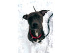Jetta, American Pit Bull Terrier For Adoption In Washington