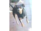 Paris, Miniature Pinscher For Adoption In Blanchard, Oklahoma