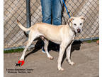 Beanpole, Retriever (unknown Type) For Adoption In Toccoa, Georgia