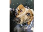 Rosie, Dachshund For Adoption In Brainerd, Minnesota