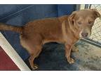 Ridge, Labrador Retriever For Adoption In Crosbyton, Texas