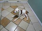 Roman, Terrier (unknown Type, Medium) For Adoption In Battle Creek, Michigan