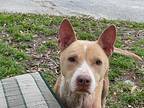 Urgent Chasing Pigs, American Pit Bull Terrier For Adoption In Bonita Springs