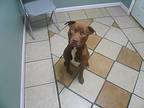 Denzel, Terrier (unknown Type, Medium) For Adoption In Battle Creek, Michigan