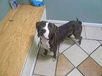 Kronk, Terrier (unknown Type, Medium) For Adoption In Battle Creek, Michigan