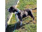 Luigi, American Staffordshire Terrier For Adoption In Carlinville, Illinois