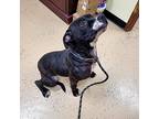 Rain, American Pit Bull Terrier For Adoption In Carlinville, Illinois