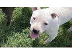 Snow, American Pit Bull Terrier For Adoption In Blanchard, Oklahoma