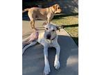 Buddy, Labrador Retriever For Adoption In Van Nuys, California