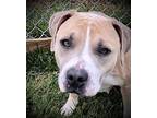 Sage, American Pit Bull Terrier For Adoption In Carlinville, Illinois