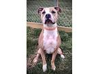 Nolan, American Pit Bull Terrier For Adoption In Carlinville, Illinois