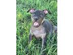 Mero, American Staffordshire Terrier For Adoption In Crosbyton, Texas