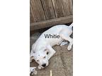 White, American Pit Bull Terrier For Adoption In Blanchard, Oklahoma