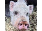 Truffle Ii, Pig (farm) For Adoption In Dallas, Texas