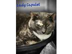 Lady Capulet, Domestic Shorthair For Adoption In Cambridge, Maryland
