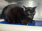 Jack, Domestic Shorthair For Adoption In Roanoke, Virginia