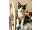 Noel, Domestic Shorthair For Adoption In Fairbury, Nebraska