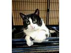 Pearl, Domestic Shorthair For Adoption In Perth Amboy, New Jersey