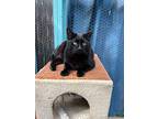 Aj, Domestic Shorthair For Adoption In Crossville, Tennessee