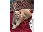 Simon, Domestic Shorthair For Adoption In Crossville, Tennessee
